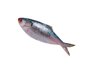 Frozen-Fish-Hilsha-1500-G---2000-G-IQF