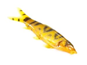 Rani-Fish