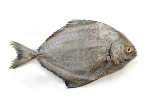 Chanda