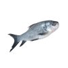 katla-fish