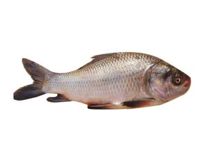 Katla fish