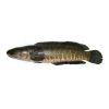 Shoil Fish