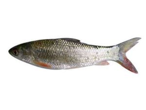 Nola fish