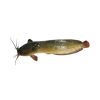 Magur Fish