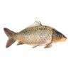 Carfu fish