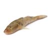 Glossogobius-giuris-baila