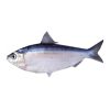 Chapila fish
