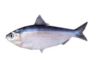 Chapila fish