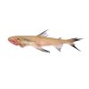 Lotia Fish