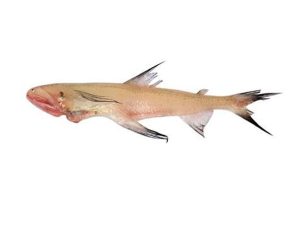 Lotia Fish