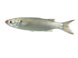 Labeo bata