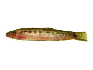 Gutum fish