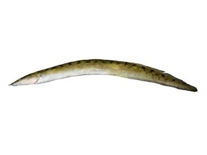 Long Baim Fish