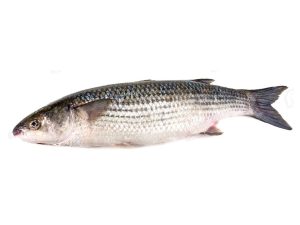 Khorol Bata Fish