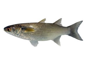 CHOKKO BATA