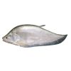 Frozen Fish FOLY