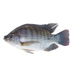 Fish Tilapia