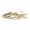 Taposhi fish