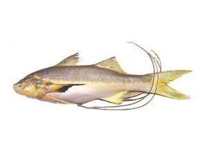 Taposhi fish