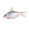 Shor Puti fish