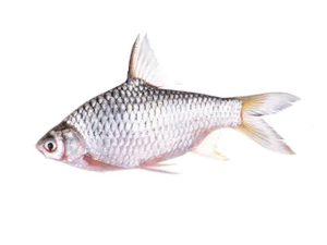 Shor Puti fish