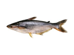 Swai-fish