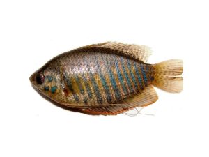 Kholisha fish